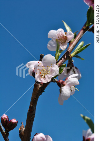 果樹園の春(モモの花) 果樹園の春(モモの花) 11663225