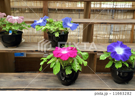 きれいな朝顔 11663282