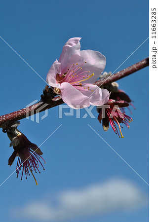 果樹園の春(モモの花) 果樹園の春(モモの花) 11663285