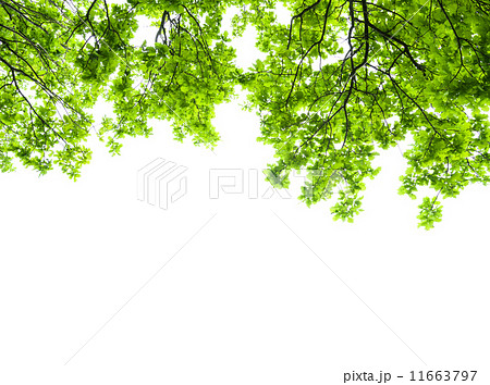 oak tree leaves isolated 11663797