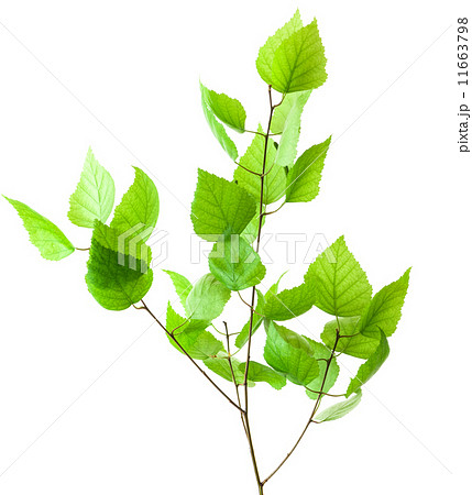 green branch isolated 11663798