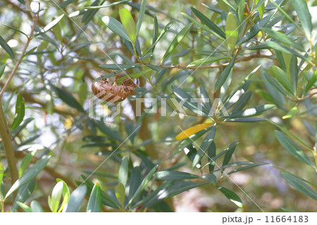 蝉の抜け殻とオリーブの葉 11664183