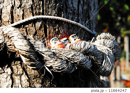 勝尾寺・しめ縄の中の達磨 11664247