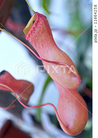 Heliamphora, Predatory carnivorous orchid from the Ecuadorian Am 11664258