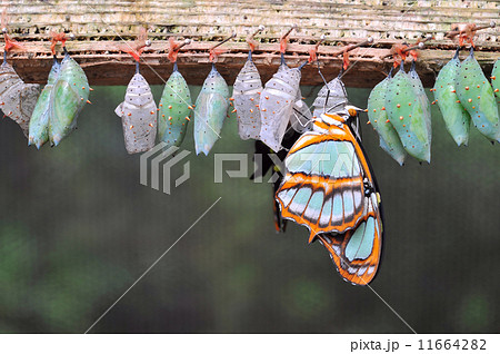 Rows of butterfly cocoons 11664282