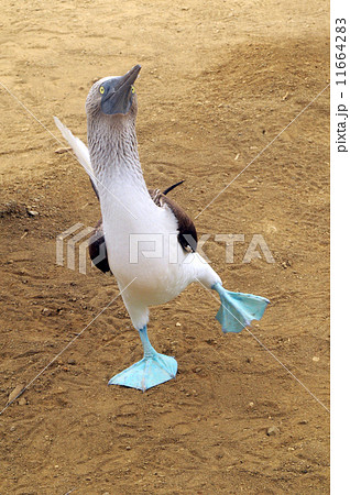Cheerful mating dance of Blue-footed boobie. Galapagos, Ecuador 11664283