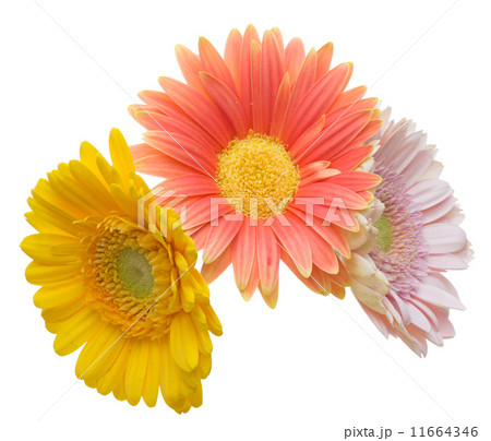 ガーベラ ガーベラ 11664346