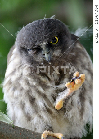 アオバズクの雛 11664364