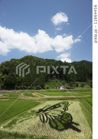 田んぼアート 11664456