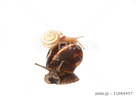 funny snail  11664457