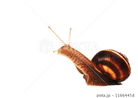 funny snail  11664458