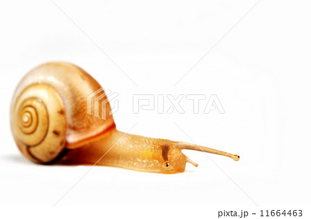 funny snail  11664463