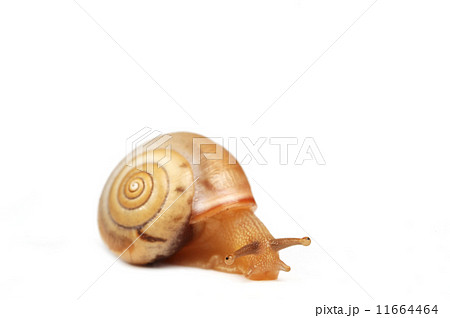 funny snail  11664464
