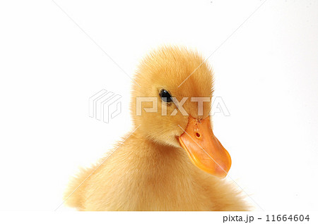 yellow duck yellow duck 11664604