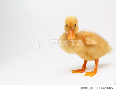 yellow duck  11664605