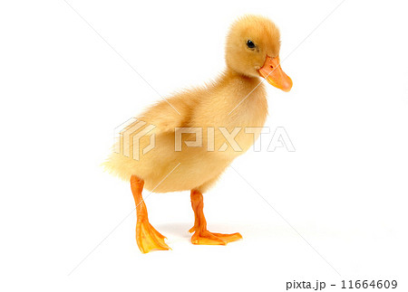 yellow duck yellow duck 11664609