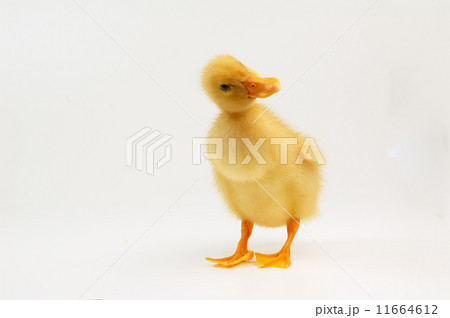 yellow duck  11664612