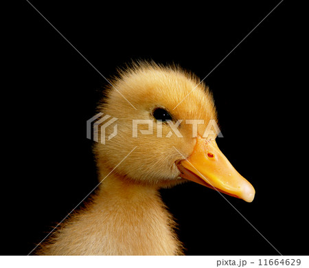 funny yellow duck funny yellow duck 11664629