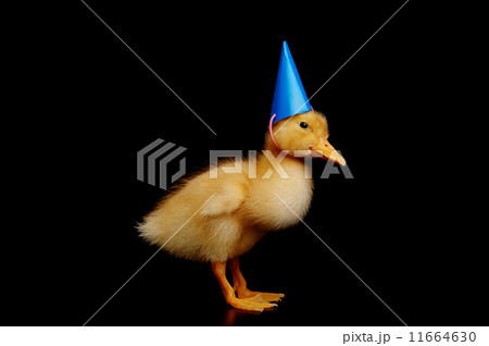 funny yellow duck funny yellow duck 11664630