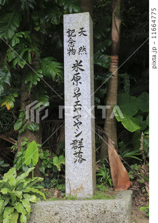 米原のヤエヤマヤシ群落　入り口の碑 11664775
