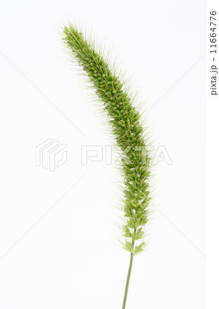 エノコログサ 11664776