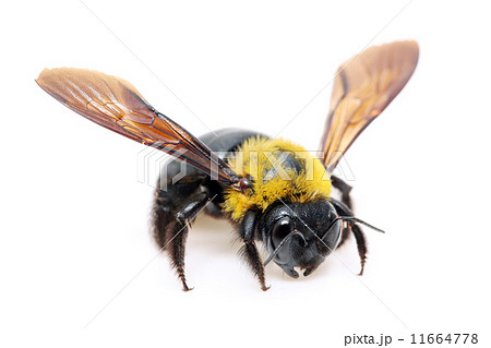 クマバチ 11664778