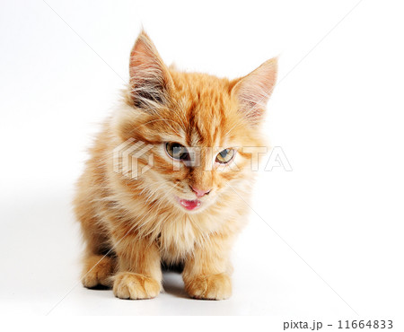 orange kitten orange kitten 11664833