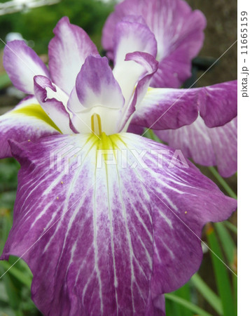 踊り子 踊り子 11665159