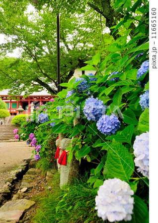 矢田寺　あじさいと地蔵 11665160