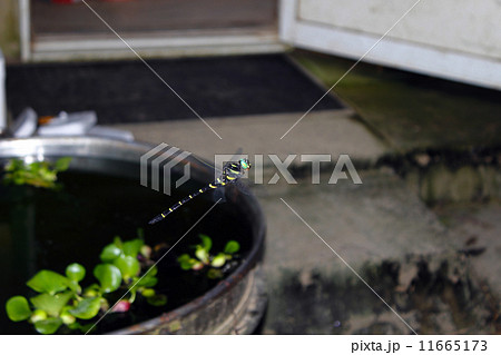 おにやんま 11665173