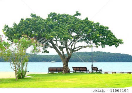 アコウの木 11665194