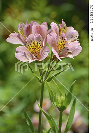 アルストロメリア（百合水仙） 11665279