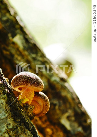 仲良しシイタケ 仲良しシイタケ 11665348