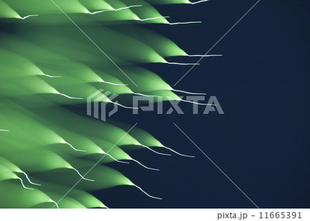 花火（特殊撮影） 11665391