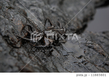 crab and crude oil spill on the stone a crab and crude oil spill on the stone a 11665601