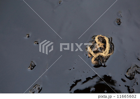 crab and crude oil spill on the stone a crab and crude oil spill on the stone a 11665602