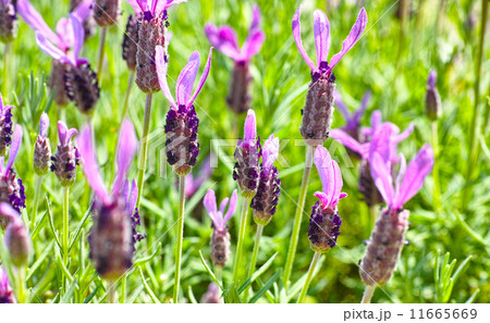 ラベンダー 11665669