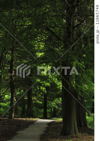 森の道 森の道 11665749