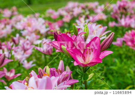 ユリの花 ユリの花 11665894