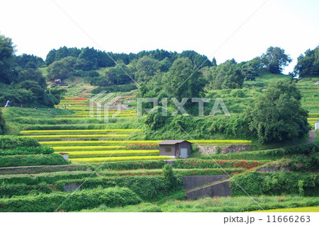 明日香村の棚田 明日香村の棚田 11666263