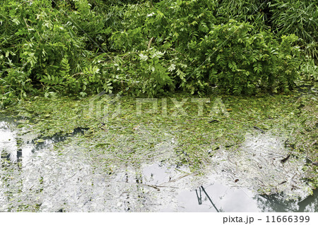 Dirty Swimming Pool 11666399