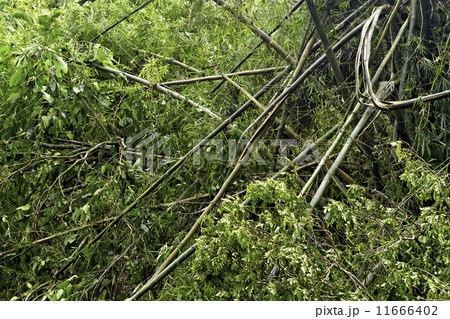 Bamboo Forest 11666402