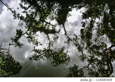 Dirty Swimming Pool Dirty Swimming Pool 11666409