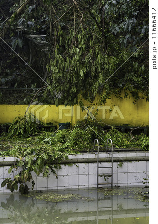 Dirty Swimming Pool 11666412