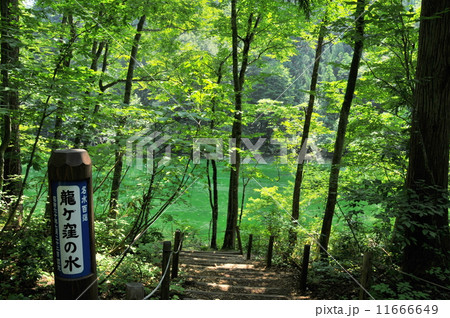 新潟県津南町　竜ヶ窪 11666649
