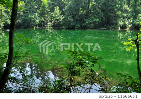 新潟県　津南町　名水百選　竜ヶ窪 11666651