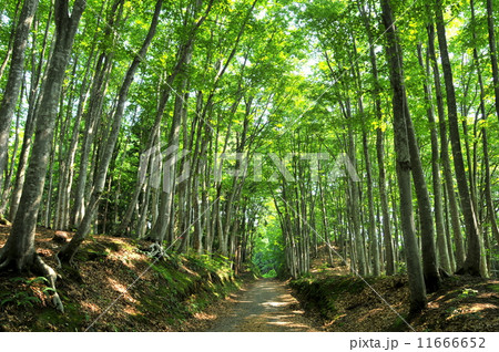 新潟県十日町 美人林 新潟県十日町 美人林 11666652