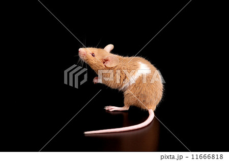 mouse on black  11666818