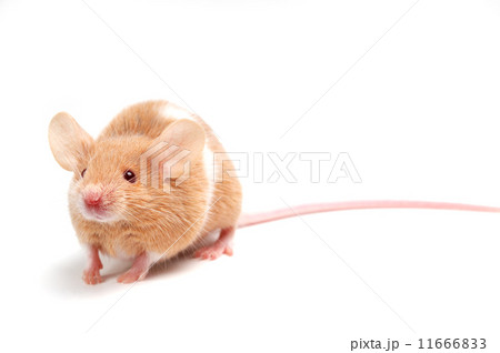 cute mouse  11666833