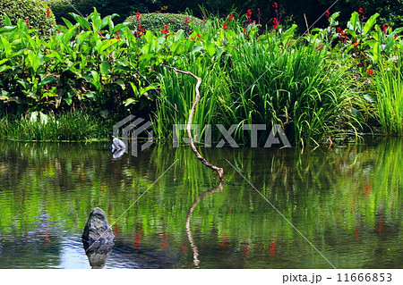 上江津湖の風景 11666853